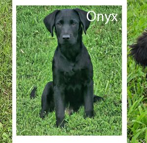 The puppies, Onyx, Molly & Sarah