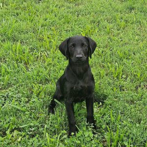 Onyx