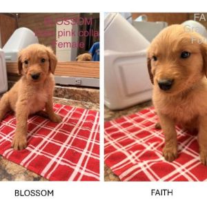 Meet the Puppies