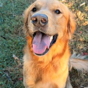 Indy (aka Indiana Bones)