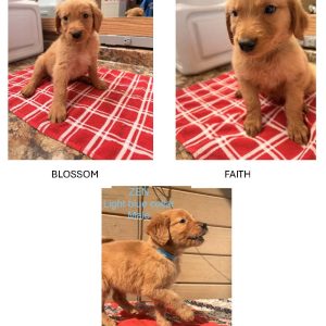 Meet the Puppies