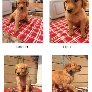 Meet the Puppies