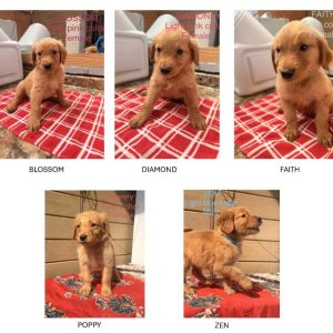 Meet the Puppies